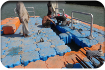 Fish Harbor - Jati Tar