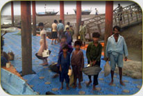 Fish Harbor - Darya Peer