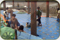 Fish Harbor - Darya Peer