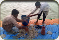 Fish Harbor - Darya Peer