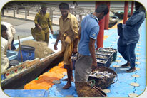 Fish Harbor - Darya Peer