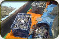 Fish Harbor - Darya Peer