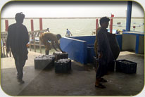 Fish Harbor - Darya Peer