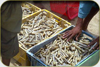 Fish Harbor - Darya Peer